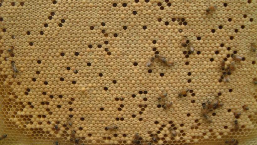 apiculture: couvain naissant et fermé