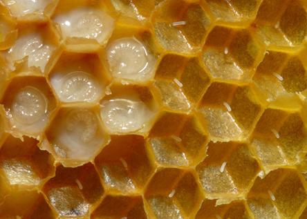 apiculture: larves et oeufs d'abeilles, couvain ouvert