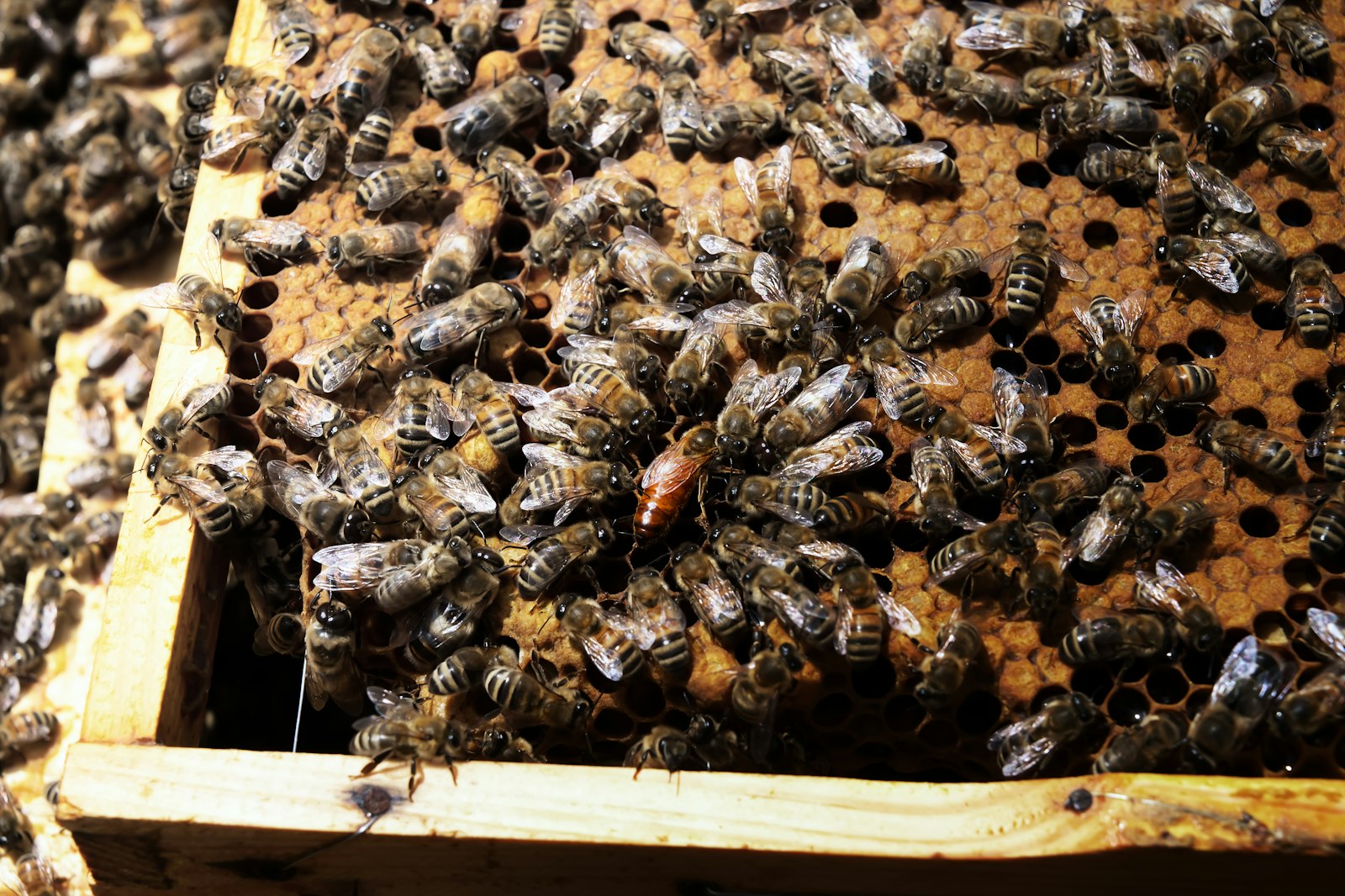 Reine d'abeilles entourée de ses ouvrières sur un rayon