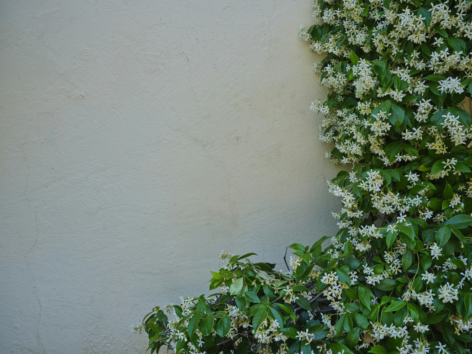 Vieux mur de pierre couvert d'un lierre fleuri aux petites fleurs claires