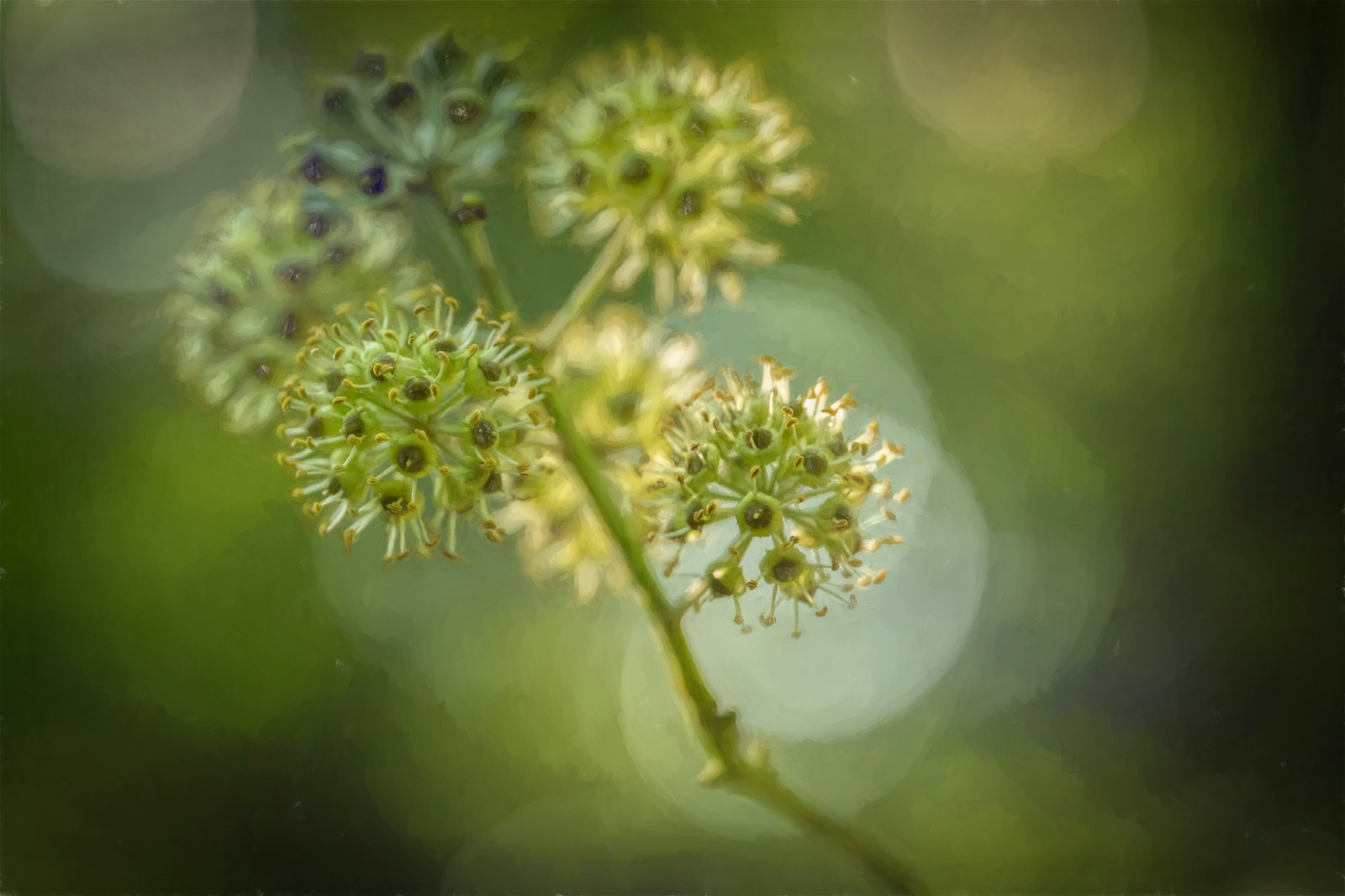 Gros plan sur une ombelle de fleurs de lierre en pleine floraison