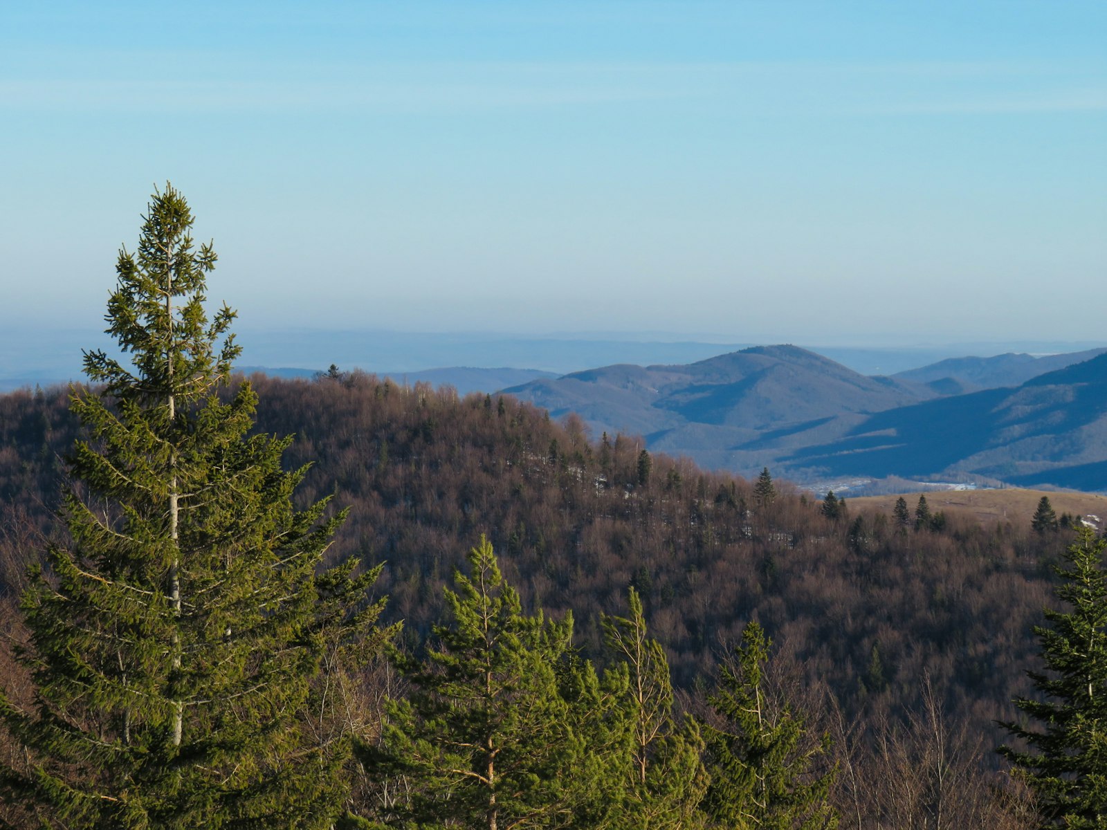 Forêt de sapins couvrant les pentes d'un massif montagneux