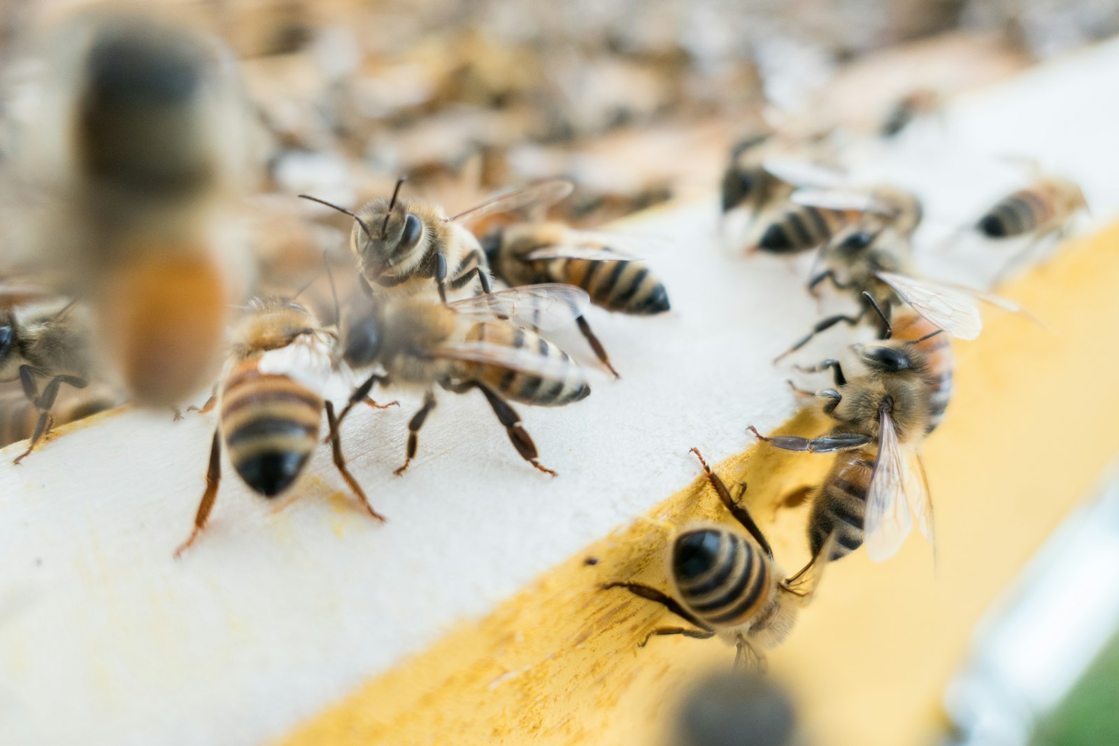 Abeilles regroupées en grappe sur les cadres de la colonie