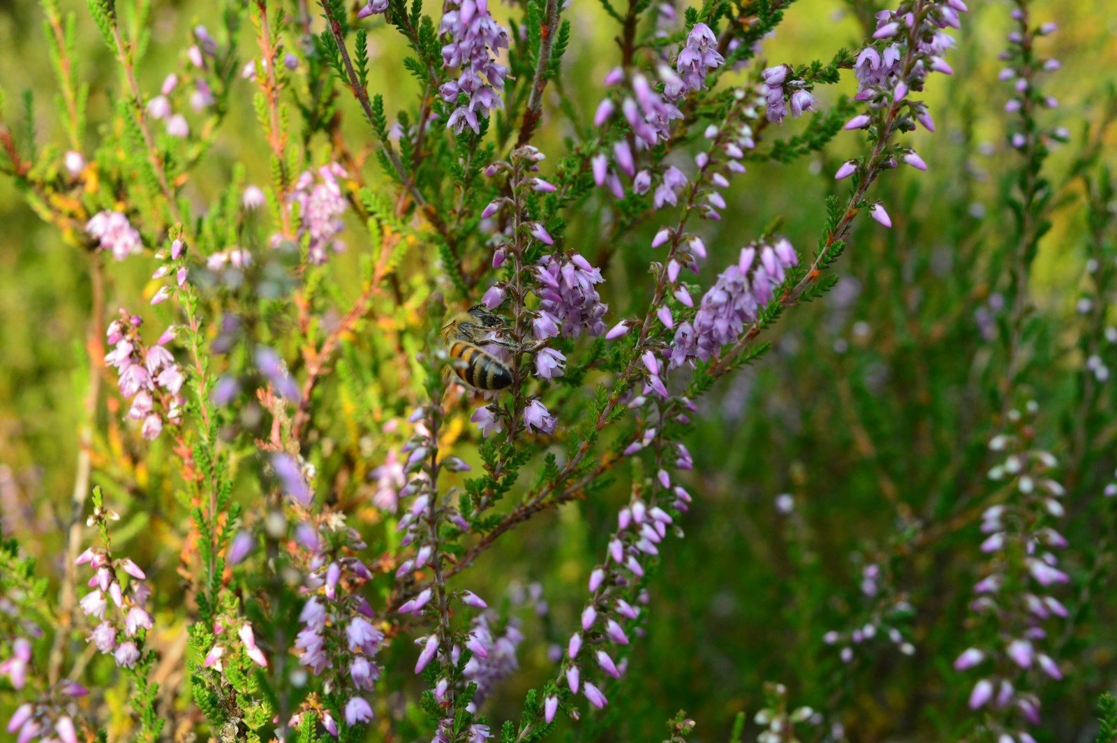 Abeille butinant des fleurs de bruyère violettes
