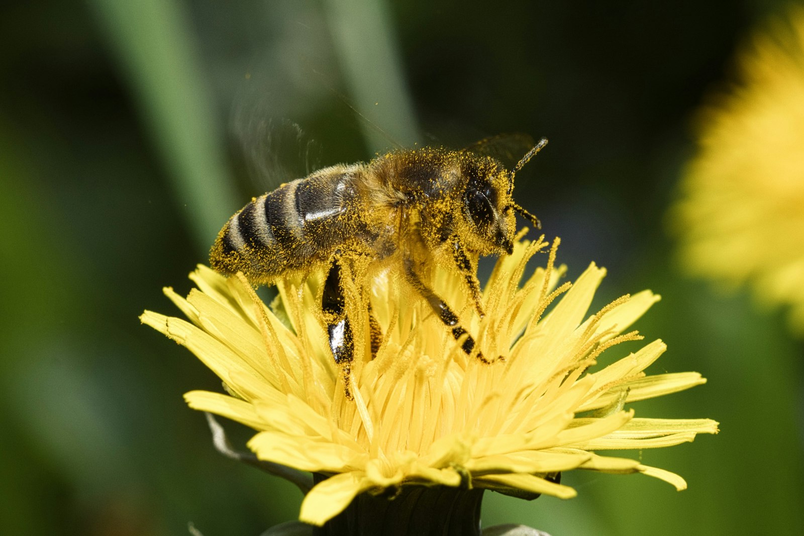 Abeille butinant une fleur de pissenlit baignée de soleil